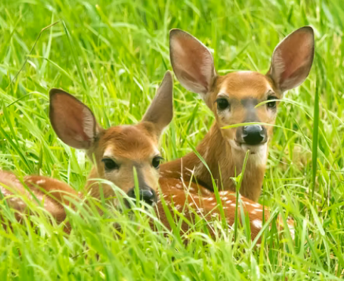 baby deer in grass